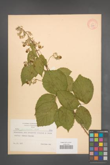 Rubus pyramidalis [KOR 8766]