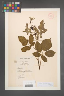 Rubus pyramidalis [KOR 11112]