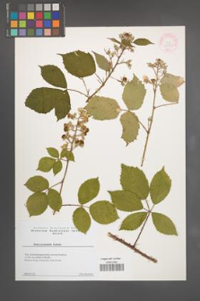 Rubus pyramidalis [KOR 44306]