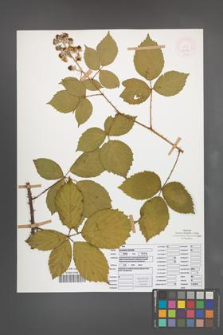 Rubus pyramidalis [KOR 52058]