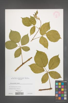 Rubus pyramidalis [KOR 44354]