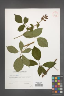 Rubus radula [KOR 39117]