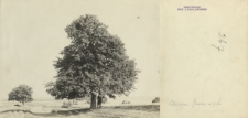 Prywatne archiwum fotograficzne roślin drzewiastych Stanisława Sokołowskiego : Grusze