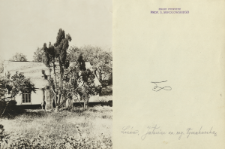 Prywatne archiwum fotograficzne roślin drzewiastych Stanisława Sokołowskiego : Jałowce