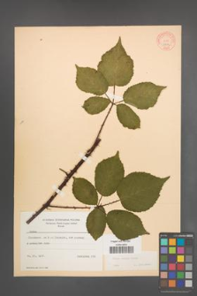 Rubus radula [KOR 8704]