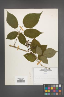 Rubus radula [KOR 50847]