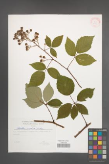 Rubus radula [KOR 29400]