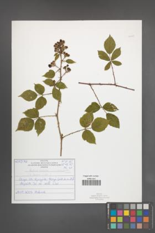 Rubus radula [KOR 51019]
