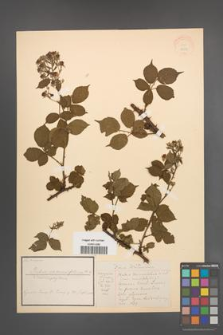 Rubus rhamnifolius [KOR 18539]