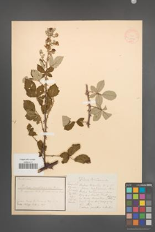 Rubus rusticanus [KOR 18547]