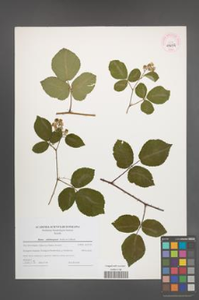Rubus salisburgensis [KOR 44692]