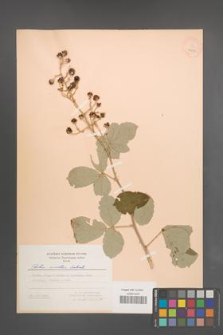 Rubus sanctus [KOR 18558]