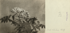 Prywatne archiwum fotograficzne roślin drzewiastych Stanisława Sokołowskiego : Jarząb