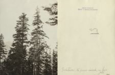 Prywatne archiwum fotograficzne roślin drzewiastych Stanisława Sokołowskiego : Jodła, świerk