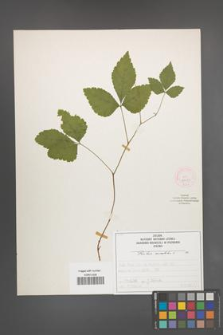 Rubus saxatilis [KOR 52099]