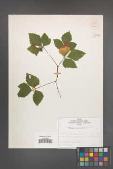 Rubus saxatilis [KOR 54372]