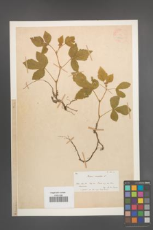 Rubus saxatilis [KOR 18595]