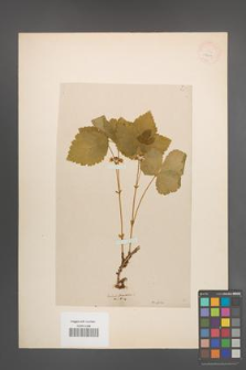 Rubus saxatilis [KOR 18604]