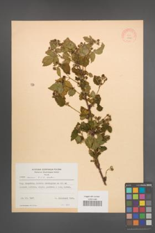 Rubus scissus [KOR 10960]