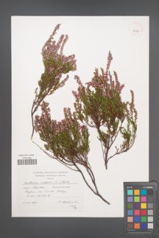 Calluna vulgaris [KOR 3957]