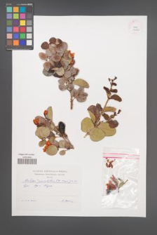 Carissa grandiflora [KOR 42664]