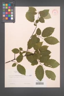 Carpinus betulus [KOR 6989]