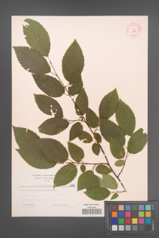 Carpinus betulus [KOR 6990]