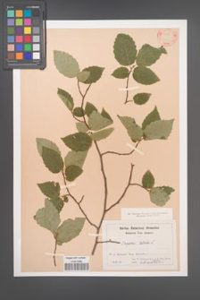Carpinus betulus [KOR 12422]