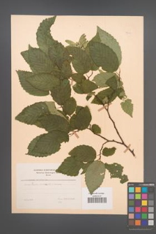 Carpinus betulus [KOR 48653]