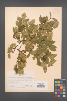 Carpinus orientalis [KOR 21253]