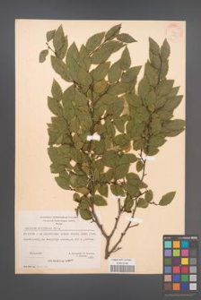 Carpinus orientalis [KOR 21254]