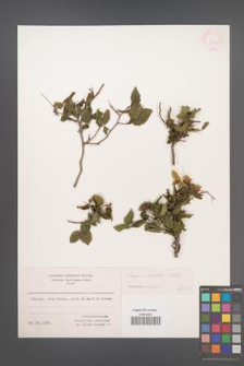 Carpinus orientalis [KOR 12490]