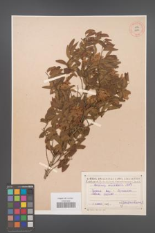 Carpinus orientalis [KOR 12474]