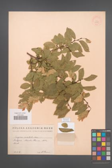Carpinus orientalis [KOR 12979]