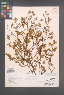 Carpinus orientalis [KOR 12452]