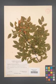 Carpinus orientalis [KOR 21252]