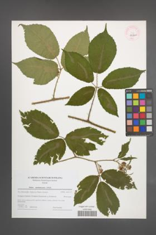 Rubus siemianicensis [KOR 44700]