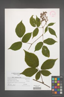 Rubus siemianicensis [KOR 44558]