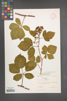Rubus sorbicus [KOR 32310]