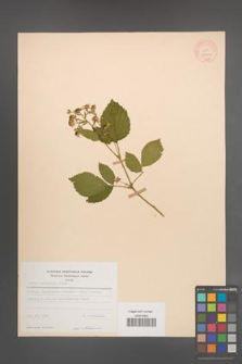 Rubus sprengelii [KOR 11001]