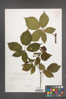 Rubus sprengelii [KOR 29403]