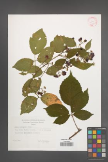 Rubus sprengelii [KOR 29402]