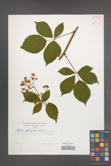 Rubus sprengelii [KOR 29412]