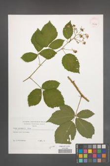 Rubus sprengelii [KOR 39132]