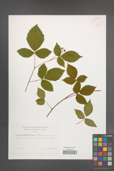Rubus sprengelii [KOR 32249]