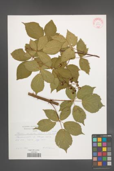 Rubus sulcatus [KOR 29251]