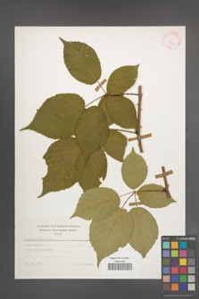 Rubus sulcatus [KOR 25602]