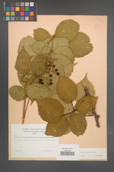 Rubus sulcatus [KOR 23421]