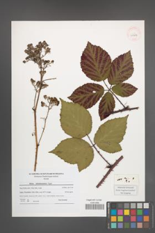 Rubus tabanimontanus [KOR 40784]