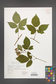 Rubus tabanimontanus [KOR 54504]